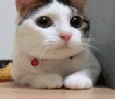 Click image for larger version

Name:	chat.gif
Views:	104
Size:	42.7 KB
ID:	14285