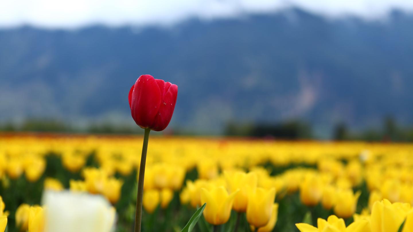 Click image for larger version

Name:	yellow_tulips_&amp;_red-ultra-hd-wallpapers.jpg
Views:	129
Size:	56.6 KB
ID:	18085