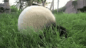 Click image for larger version

Name:	giphy.gif
Views:	407
Size:	481.3 KB
ID:	159122